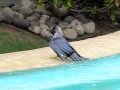 Black Bird Having A Bath Taken At A Hotel In Mumbai At 300 Fps On A Casio EX F1