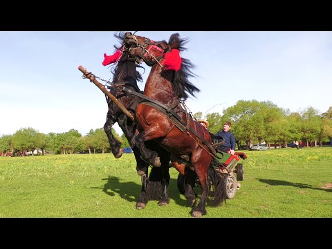 Caii dl. Mirăuță Mihai de la Marginea 2021