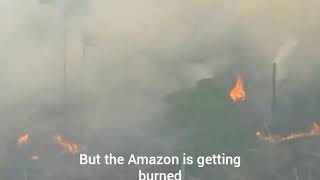 The Amazon rainforest is getting destroyed!