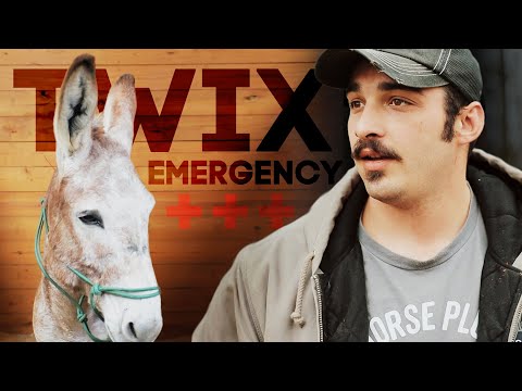 Twix's Medical Emergency | Horse Shelter Heroes S3E4