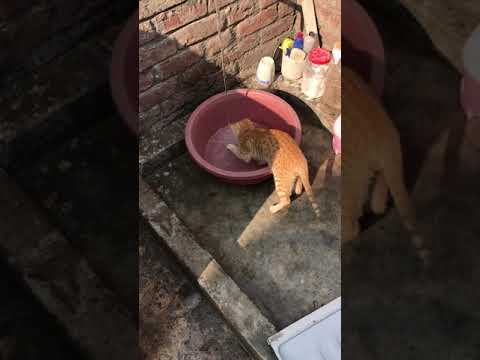 #Catsplaying  #CatBaithing