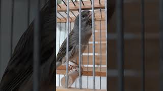 Download lagu Blue Spanish Timbrado Original Canary 1 #birds #canary mp3