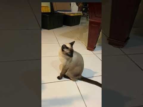 Do Siamese Cats like to be loved? #Shorts Kittens Siamese video