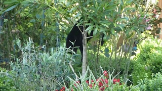 Katze Mimi im Oleanderbaum