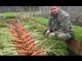 Как вырастить урожайную морковь на высоких грядках 