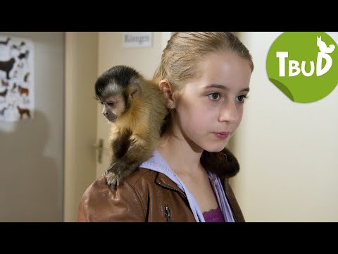 Affenschande (Folge 24) | Tiere bis unters Dach