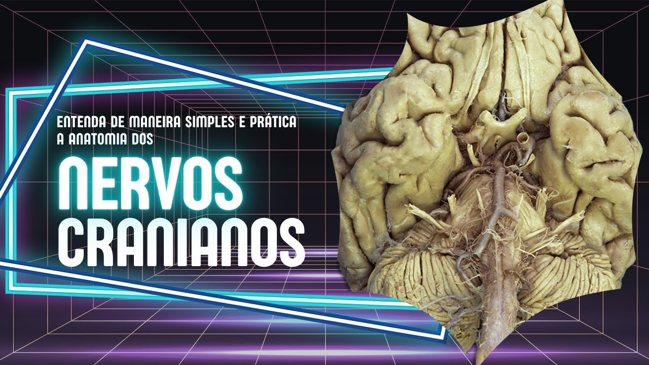 Anatomia dos nervos cranianos como você NUNCA viu!