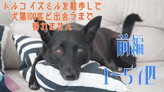 トルコはイズミルの路上散歩で犬猫100匹と出会えるまで帰れません！！