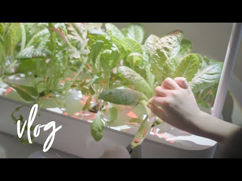 Wheatgrass detox drink