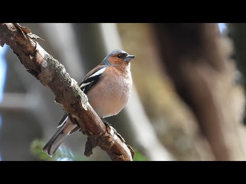 Ptice Hrvatske - Zeba, mužjak (Fringilla coelebs) (Birds of Croatia - Chaffinch, male) (1/8)