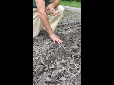 Planting Bradford Watermelons