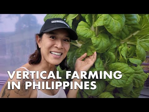 Biggest Vertical Tower farm in Philippines | King Tower Farm 2024