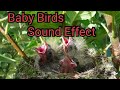 Baby Birds Crying Sound Effect