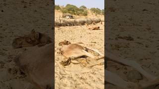 The camel is sleeping in desert #shorts #sleep #camel