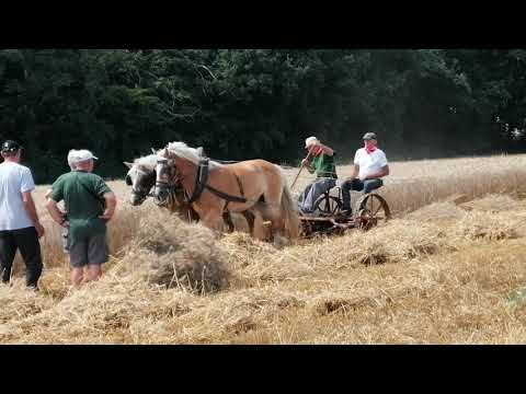 Żniwa 2019 Koniem - Koszenie Pszenicy Końmi i Kosiarką