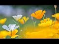 Peaceful Music, Relaxing Music, "Nature Walk In the Mountains", by Tim Janis