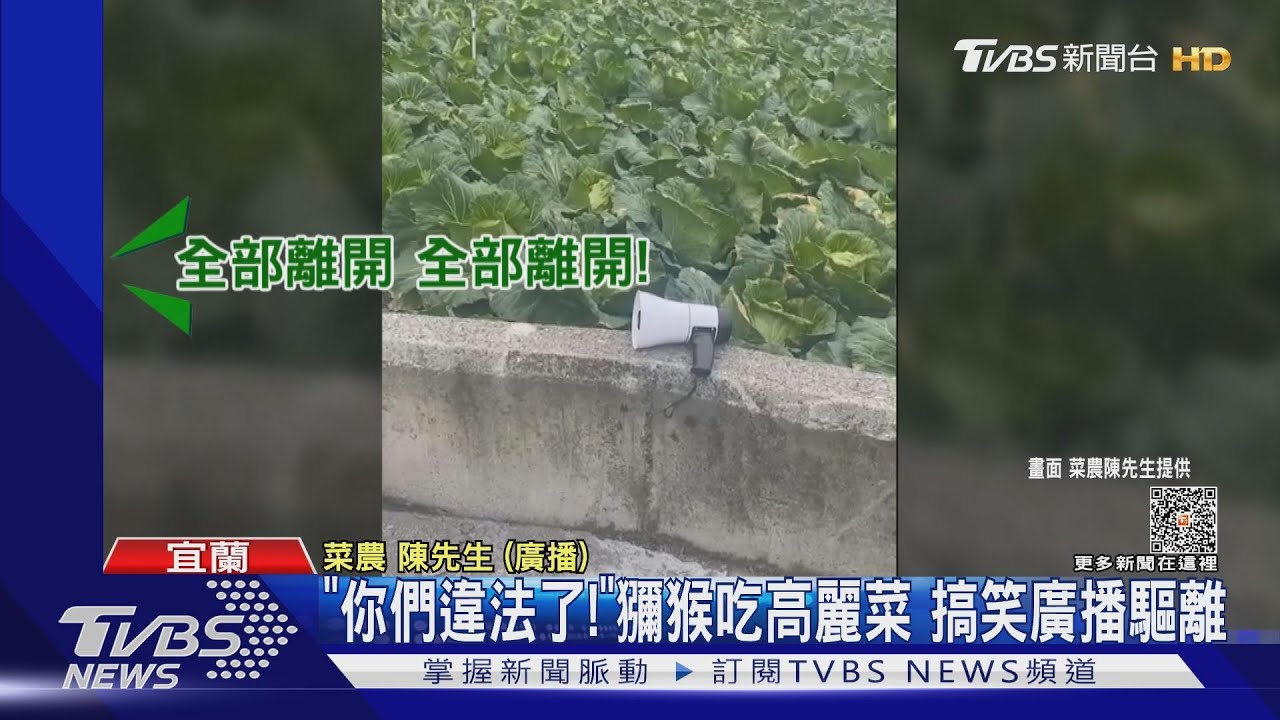 「你們違法了！」獼猴吃高麗菜　搞笑廣播驅離