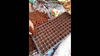 How to farm tomato day 1, nurse the seed with just cocopeat, seedlings tray and water.