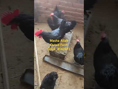 Organic Desi Eggs (24 Pack) 12 Desi Eggs & Meat From Our Rooftop to Your Table