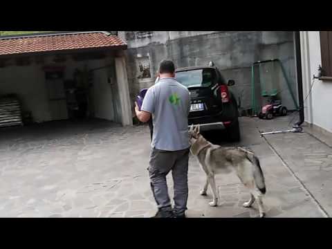 Cane lupo cecoslovacco Gus dei grigi audaci 12 mesi ed il disc dog