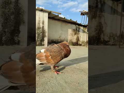 ######KATANK###KATANK.HIGH..........HIGH FLYER,####SMYH PIGEONS LOFT######