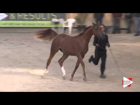 N.5 MARRAKECH J - DEAUVILLE 2015 - Yearling Fillies (Class 1A)