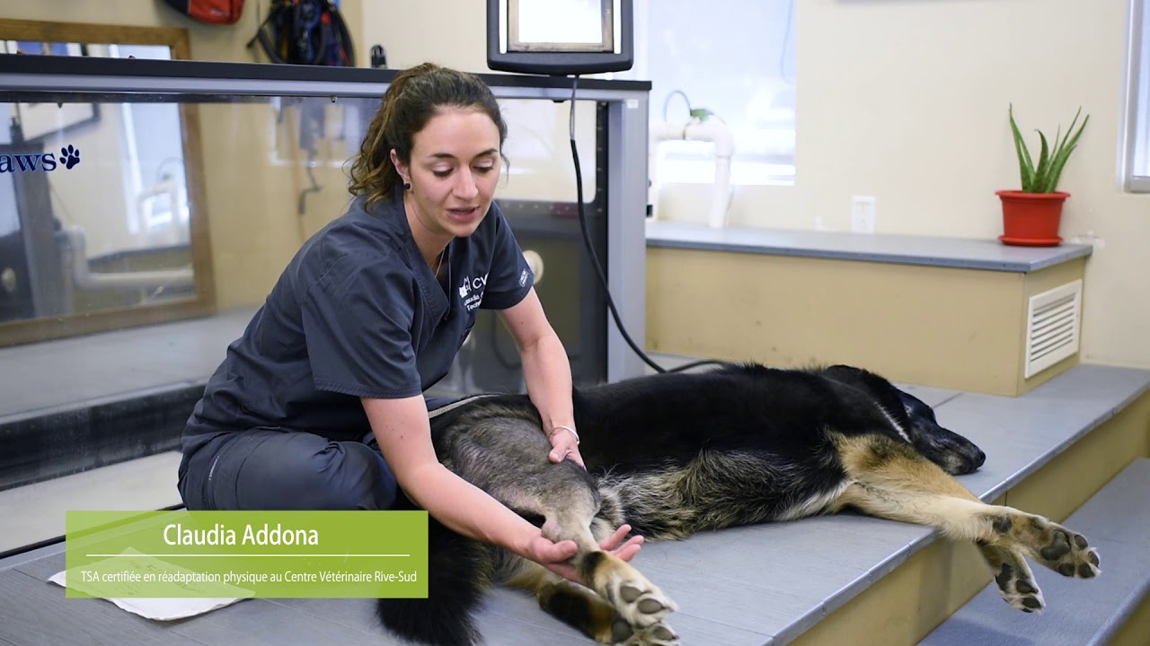 Techniques de physiothérapie post-opératoire pour les chiens