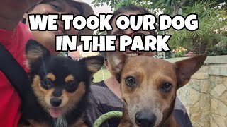 Our Dogs Excited in the Park | Puppy Lover