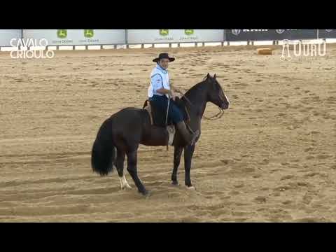 Jacinto Cala Bassa • Melhor Prova de Volta Sobre Patas e Esbarradas dos Machos no Bocal de Ouro 2024