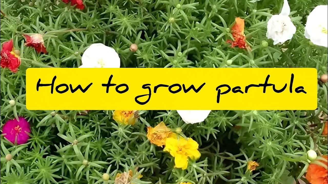 How to grow partula easily 