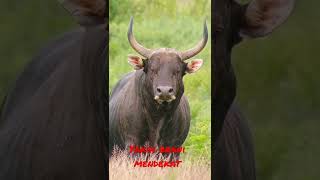 Download lagu tatapan tajam banteng liar mp3