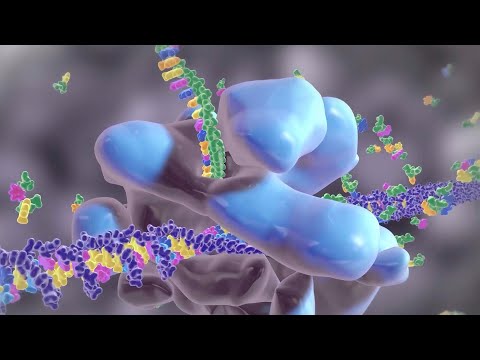 How Your Body Creates Proteins