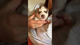 Shepherd Husky Puppies Videos