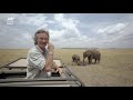 BEST VN Zebras Risk Their Lives To Cross Crocodile Infested Waters Big Cat Tales