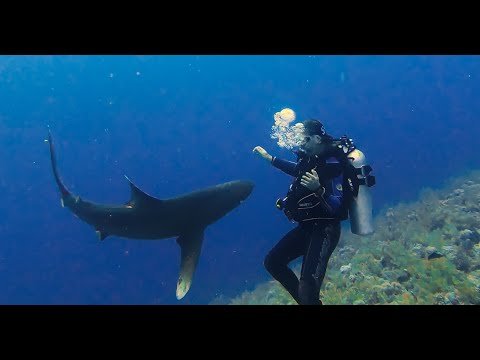Face to face with the Longimanus shark at Elphinstone Reef Egypt 1st perspective