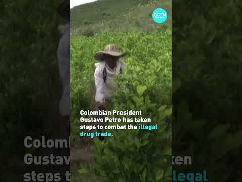 Colombia to use drones to destroy coca crops amid record cocaine production