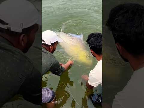 Indian Famous Fish #fishing #catla #fishingtechniques