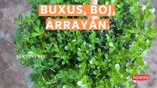 Planta Buxus, Boj o Arrayán/Características y como trasplantarla. liclonny