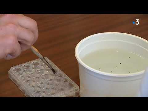 Des scientifiques travaillent contre la prolifération des moustiques tigre