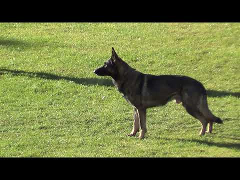 WUSV 2021  ITA 2 - FONTANA SALVATORE & HUNTER ZU DEN GRAUEN BIRKEN B 88