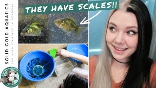 THEY GROW SO FAST! // 4 Week Baby Goldfish Update