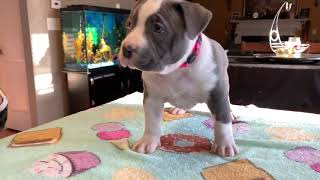How much are pitbull puppies for sale? Where to find AMERICAN pitbull terrier puppies for sale?