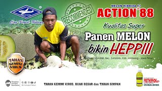 Download lagu BISI Sahabat Petani: Panen #Melon Bikin Heppiii Ya #ACTION88, Tahan Virus, Buah Besar & Tahan Simpan mp3