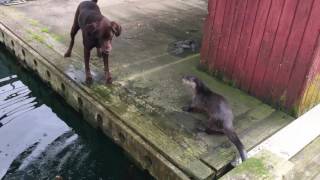 Otters playing with Labs