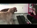 Собаки играют собачий вальс 