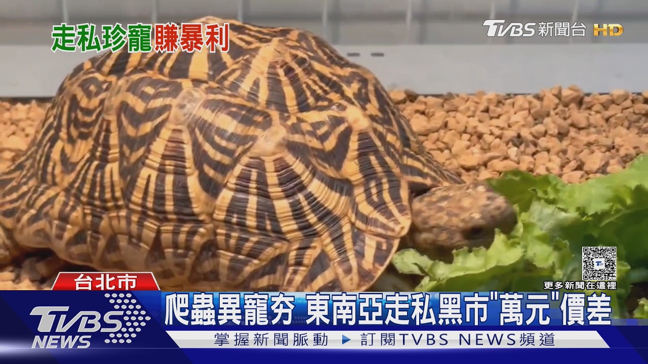 影音/印度星龜「走私價差」驚人!合法約3萬「黑市只要千元」 專家揭背後真相