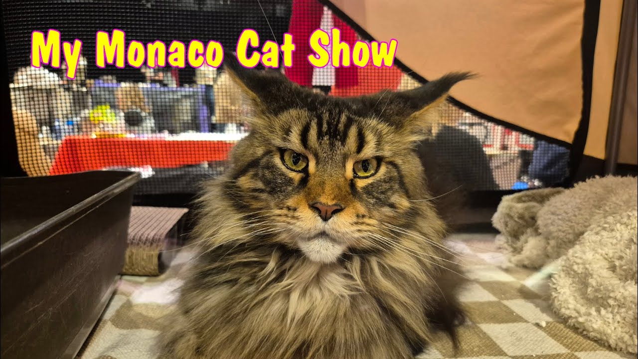 I visit the Monaco Cat Show 2025