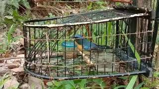 Download lagu Denak murai buluh mp3 Download lagu Denak murai buluh mp3