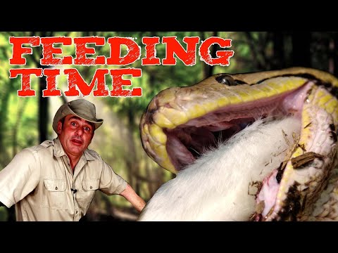 Little Ray Feeds a Reticulated Python