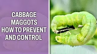 Cabbage Maggots- How to prevent and control it